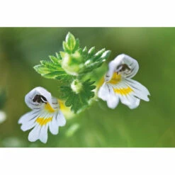 Weleda Oogdruppels Ogentroost Ampullen -Verzorgingsproducten Winkel 761903 4