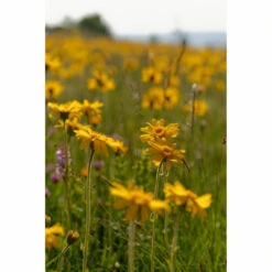 2x Weleda Badmelk Arnica Sport -Verzorgingsproducten Winkel 980206 4