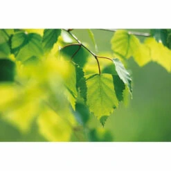 Weleda Berken Extract Bio -Verzorgingsproducten Winkel 995765 4